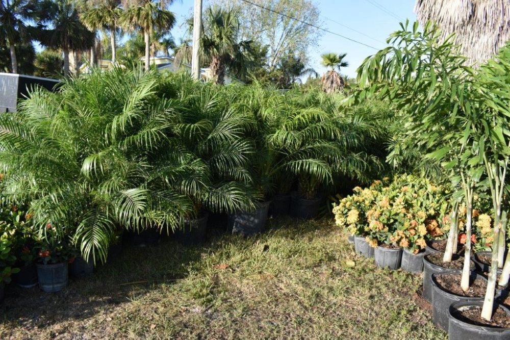 phoenix-roebelenii-pygmy-date-palm-roebelenii-palm