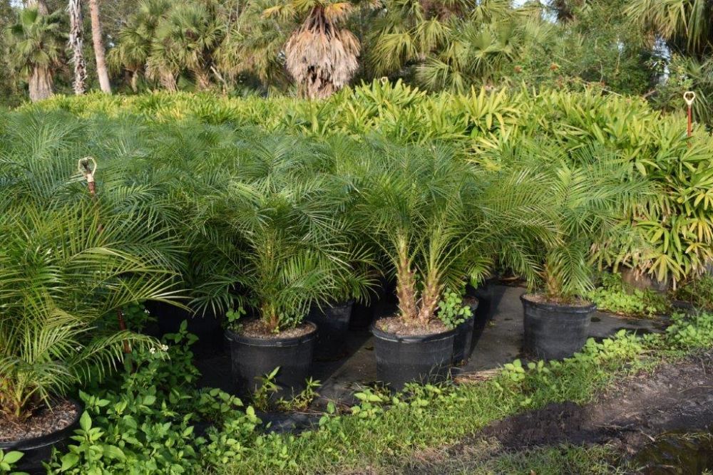 phoenix-roebelenii-pygmy-date-palm-roebelenii-palm