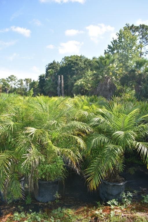 phoenix-roebelenii-pygmy-date-palm-roebelenii-palm