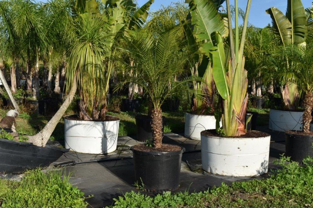 phoenix-roebelenii-pygmy-date-palm-roebelenii-palm