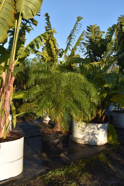 phoenix-roebelenii-pygmy-date-palm-roebelenii-palm