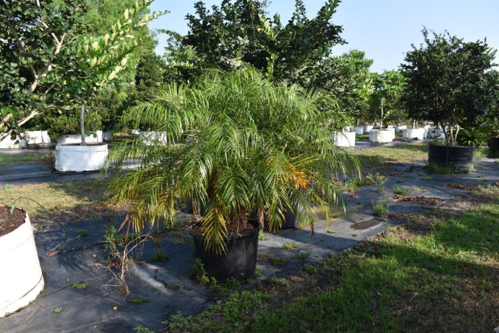 phoenix-roebelenii-pygmy-date-palm-roebelenii-palm