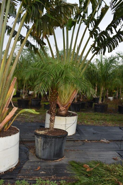 phoenix-roebelenii-pygmy-date-palm-roebelenii-palm