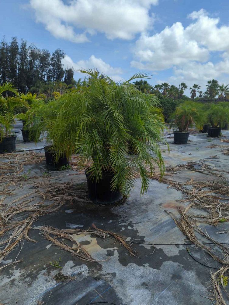 phoenix-roebelenii-pygmy-date-palm-roebelenii-palm