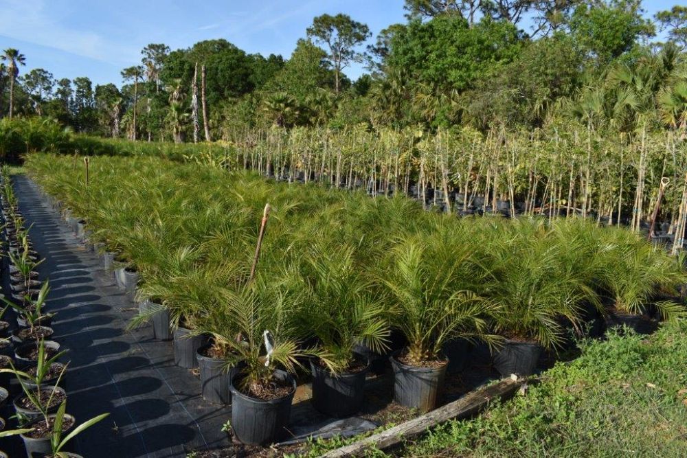 phoenix-roebelenii-pygmy-date-palm-roebelenii-palm
