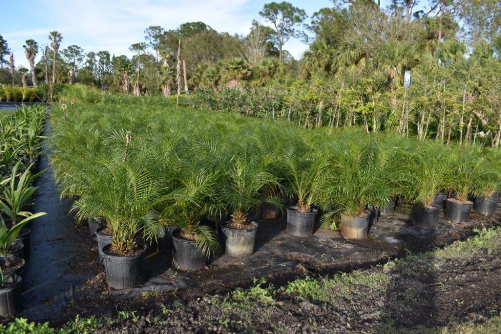 phoenix-roebelenii-pygmy-date-palm-roebelenii-palm