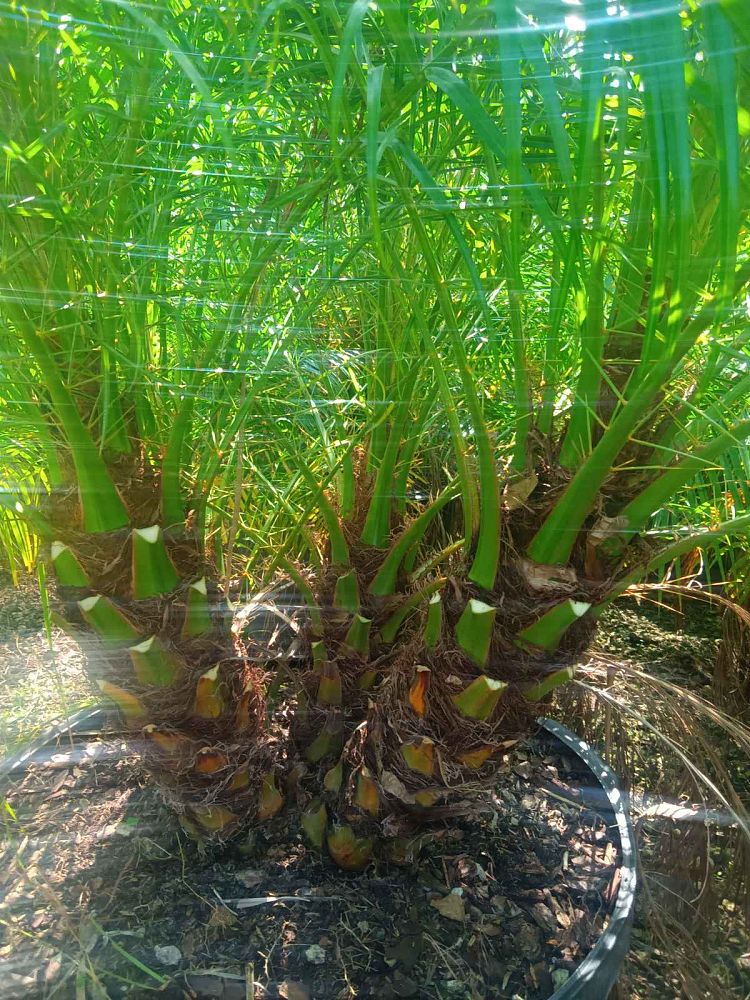 phoenix-roebelenii-pygmy-date-palm-roebelenii-palm