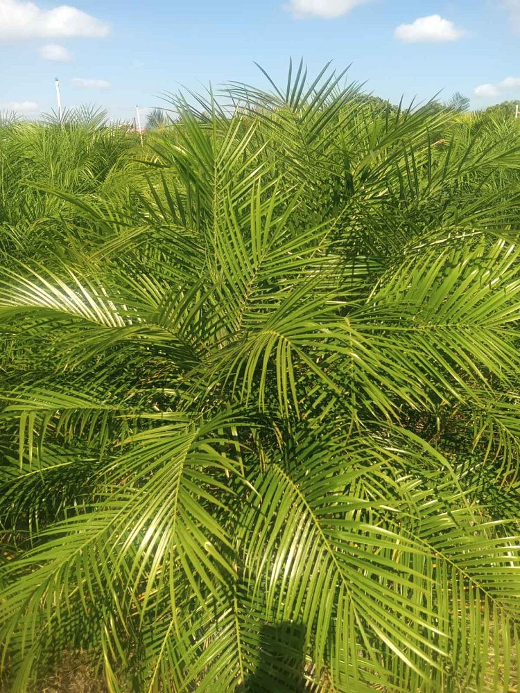 phoenix-roebelenii-pygmy-date-palm-roebelenii-palm
