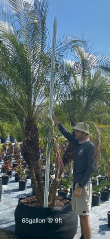 phoenix-roebelenii-pygmy-date-palm-roebelenii-palm