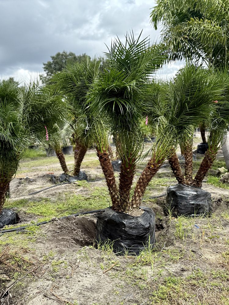 phoenix-roebelenii-pygmy-date-palm-roebelenii-palm