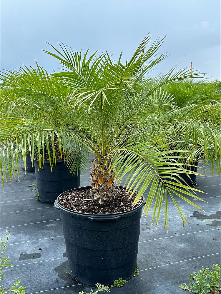 phoenix-roebelenii-pygmy-date-palm-roebelenii-palm