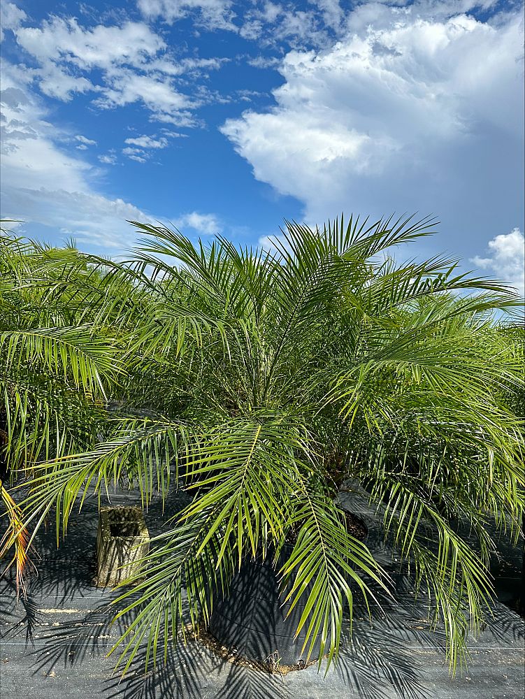 phoenix-roebelenii-pygmy-date-palm-roebelenii-palm