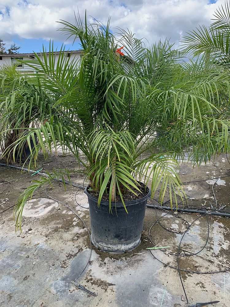 phoenix-roebelenii-pygmy-date-palm-roebelenii-palm