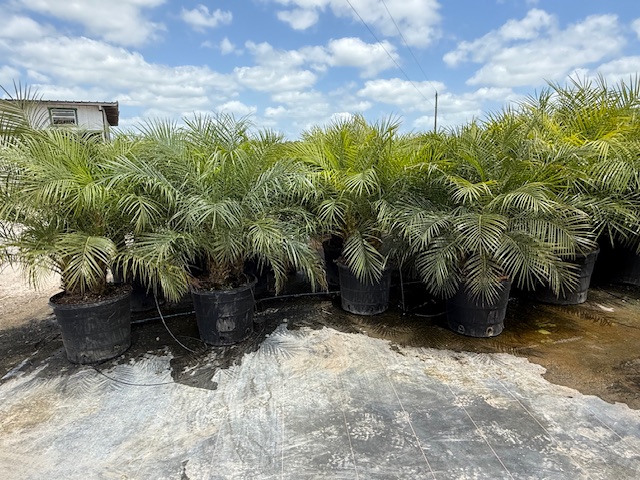 phoenix-roebelenii-pygmy-date-palm-roebelenii-palm