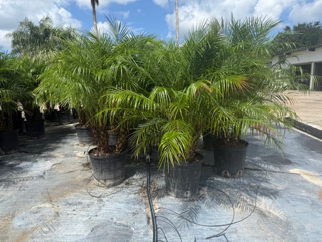phoenix-roebelenii-pygmy-date-palm-roebelenii-palm