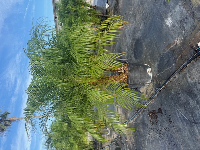 phoenix-roebelenii-pygmy-date-palm-roebelenii-palm