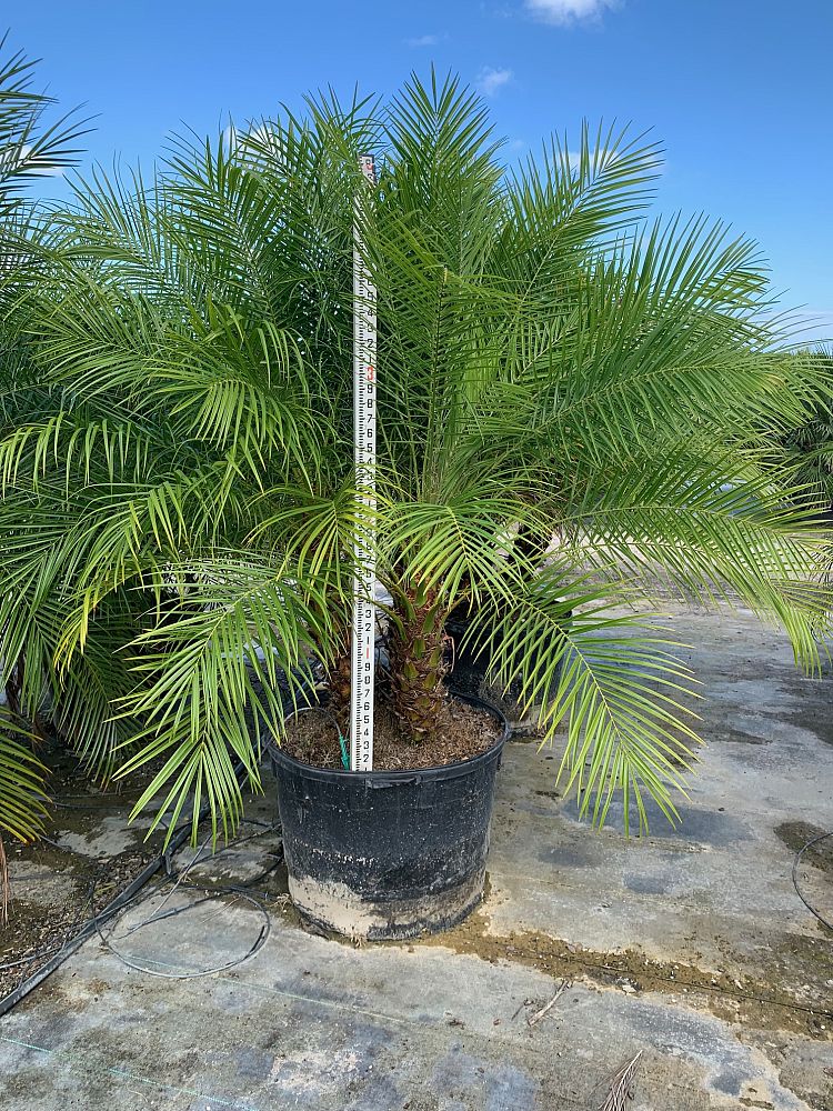 phoenix-roebelenii-pygmy-date-palm-roebelenii-palm