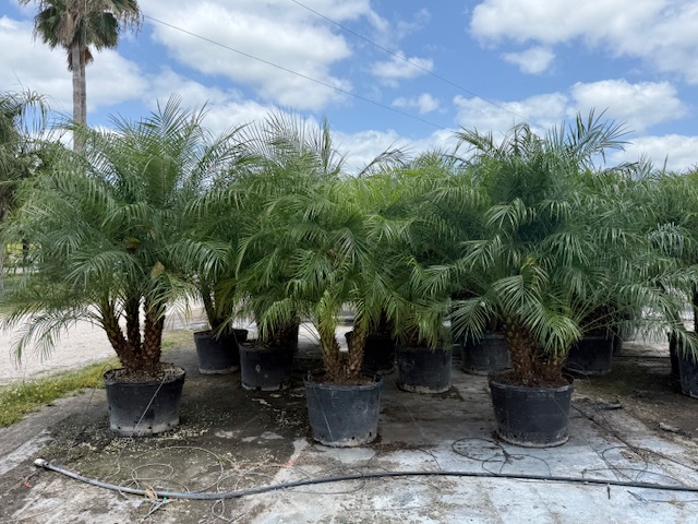 phoenix-roebelenii-pygmy-date-palm-roebelenii-palm