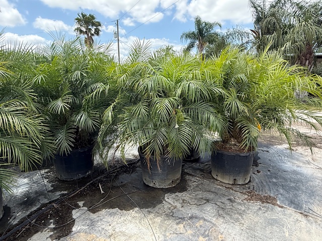 phoenix-roebelenii-pygmy-date-palm-roebelenii-palm