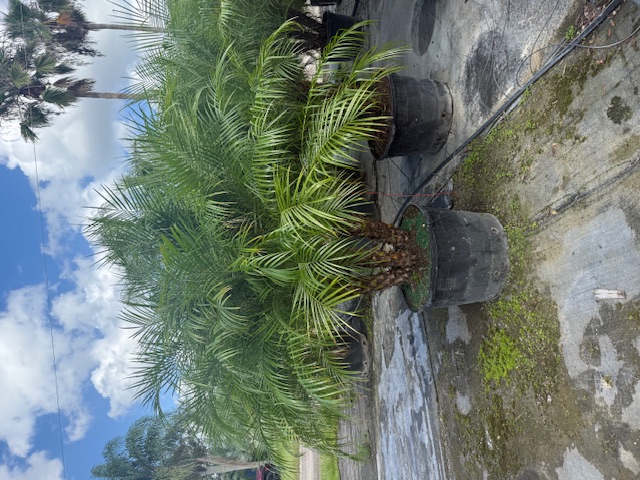 phoenix-roebelenii-pygmy-date-palm-roebelenii-palm