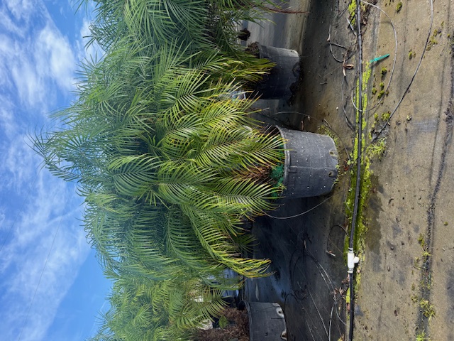 phoenix-roebelenii-pygmy-date-palm-roebelenii-palm