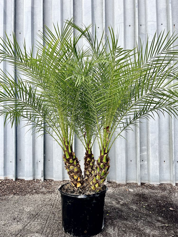 phoenix-roebelenii-pygmy-date-palm-roebelenii-palm