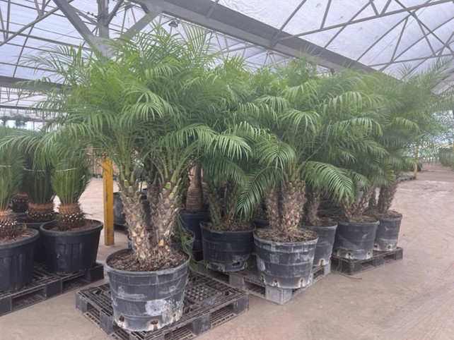 phoenix-roebelenii-pygmy-date-palm-roebelenii-palm