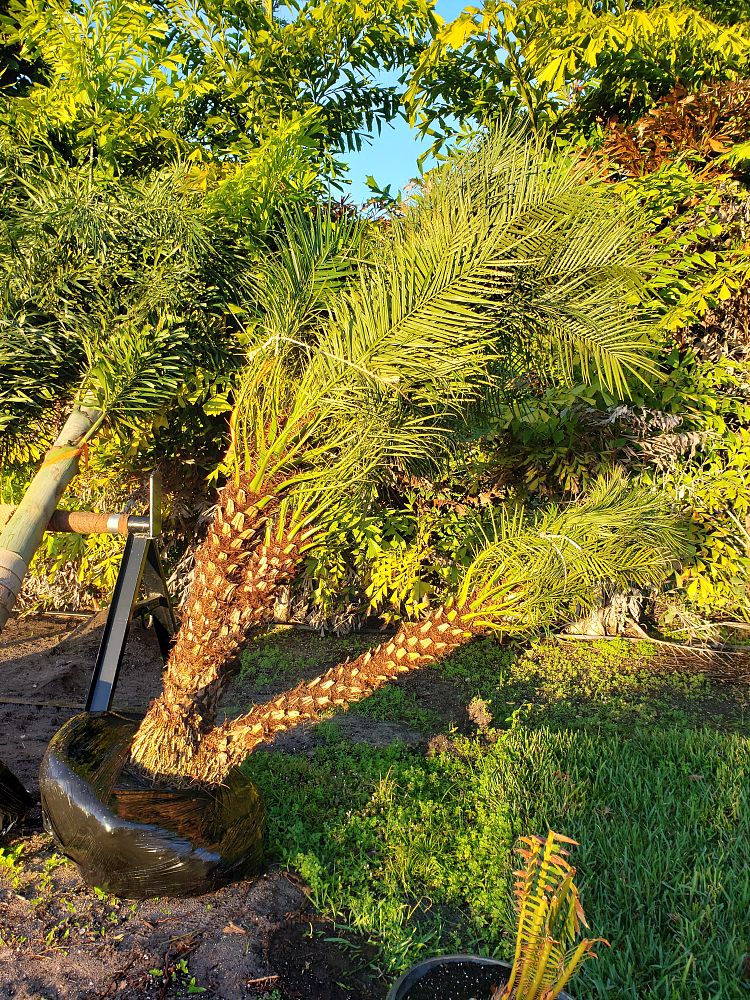phoenix-roebelenii-pygmy-date-palm-roebelenii-palm