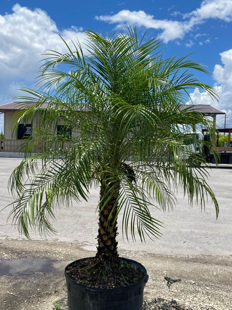 phoenix-roebelenii-pygmy-date-palm-roebelenii-palm