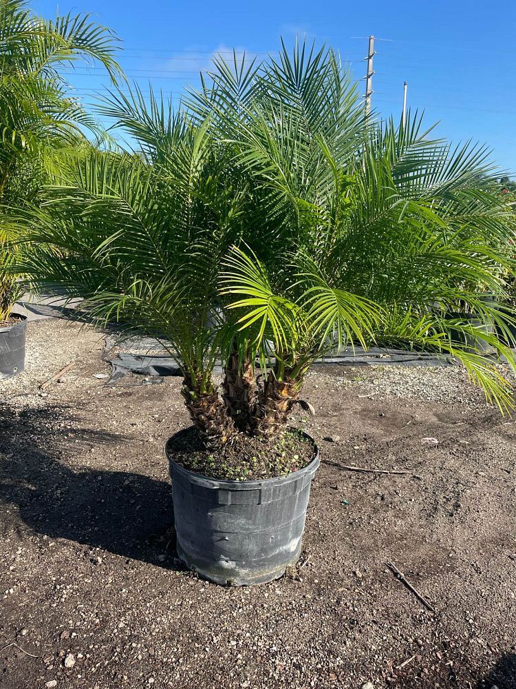 phoenix-roebelenii-pygmy-date-palm-roebelenii-palm