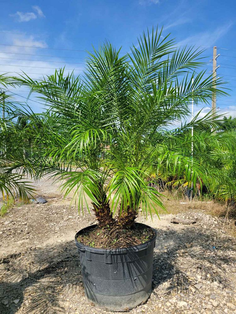 phoenix-roebelenii-pygmy-date-palm-roebelenii-palm