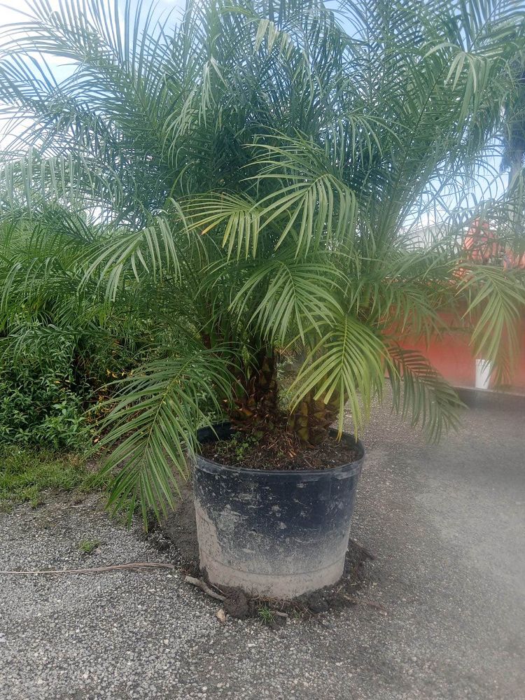 phoenix-roebelenii-pygmy-date-palm-roebelenii-palm