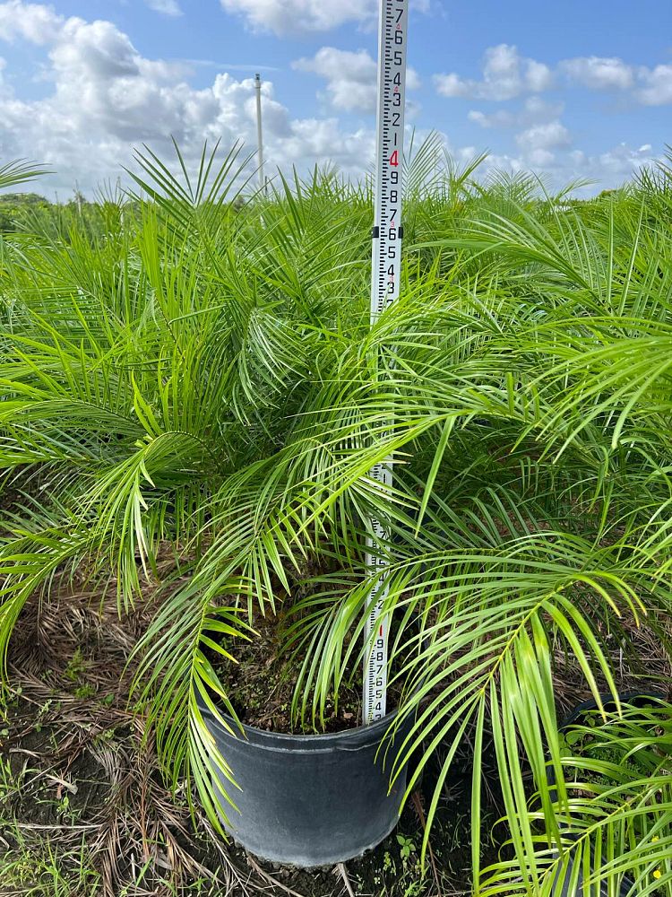 phoenix-roebelenii-pygmy-date-palm-roebelenii-palm
