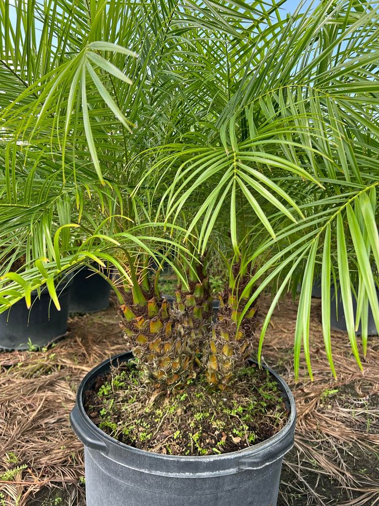 phoenix-roebelenii-pygmy-date-palm-roebelenii-palm