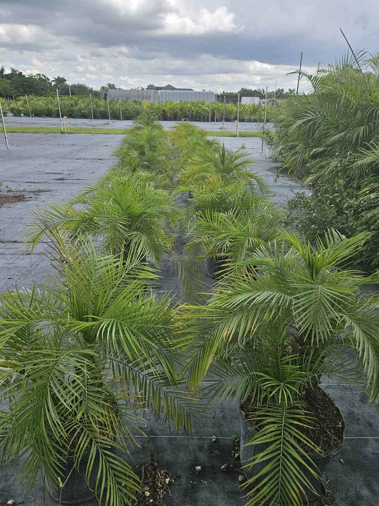 phoenix-roebelenii-pygmy-date-palm-roebelenii-palm
