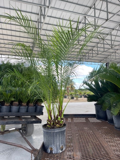 phoenix-roebelenii-pygmy-date-palm-roebelenii-palm