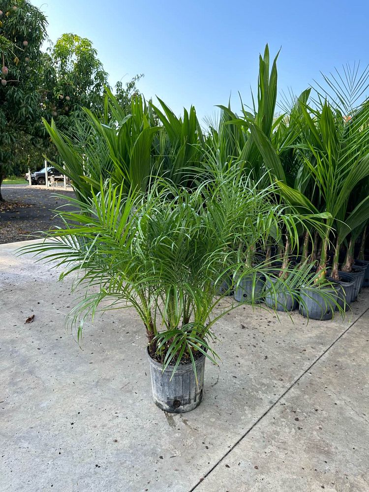 phoenix-roebelenii-pygmy-date-palm-roebelenii-palm