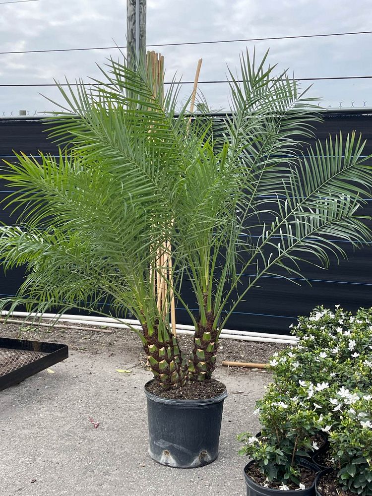 phoenix-roebelenii-pygmy-date-palm-roebelenii-palm
