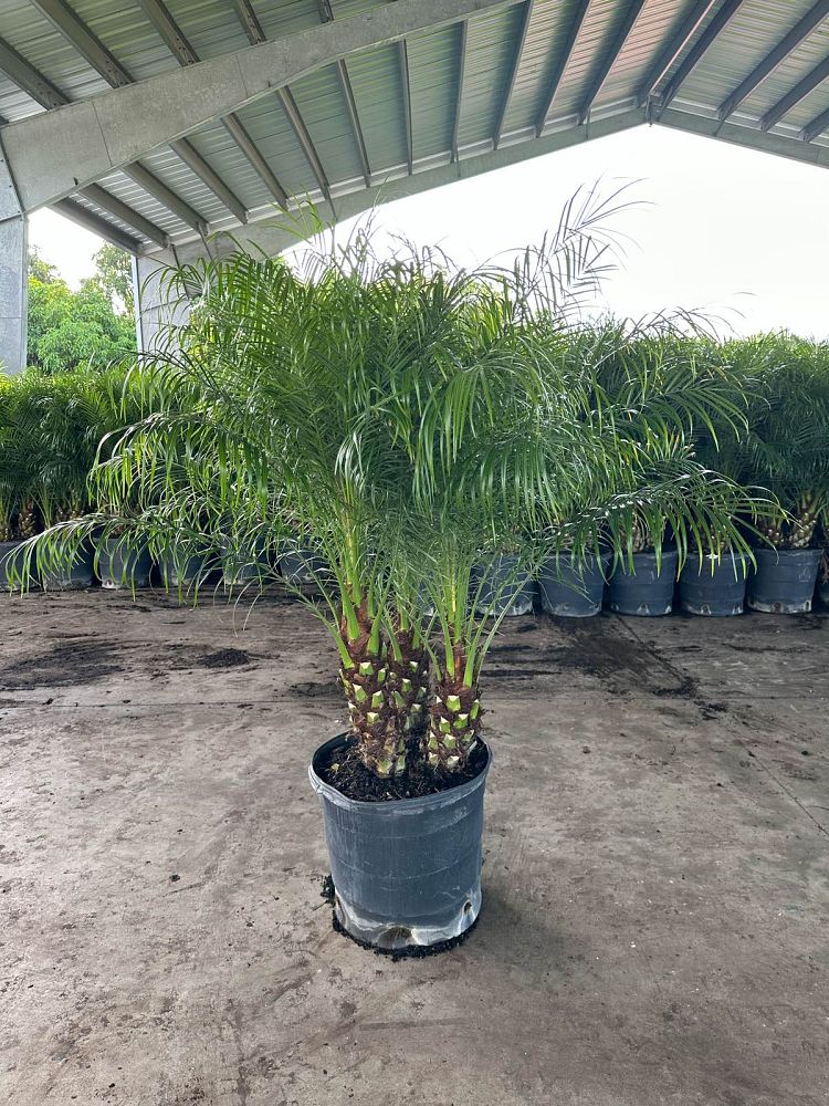 phoenix-roebelenii-pygmy-date-palm-roebelenii-palm