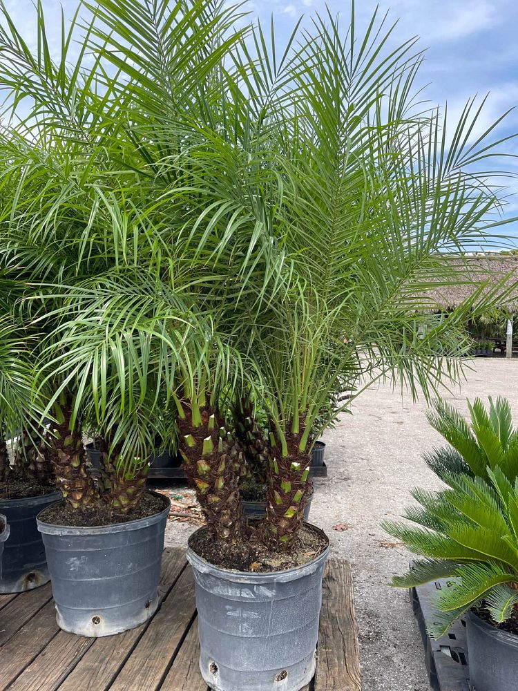 phoenix-roebelenii-pygmy-date-palm-roebelenii-palm