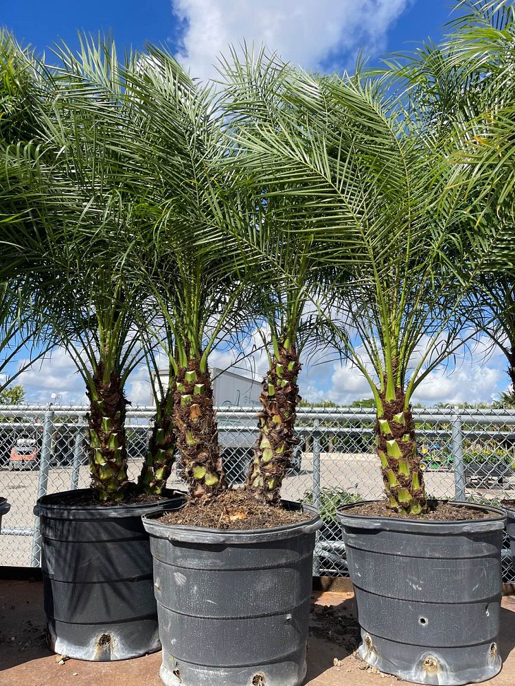 phoenix-roebelenii-pygmy-date-palm-roebelenii-palm