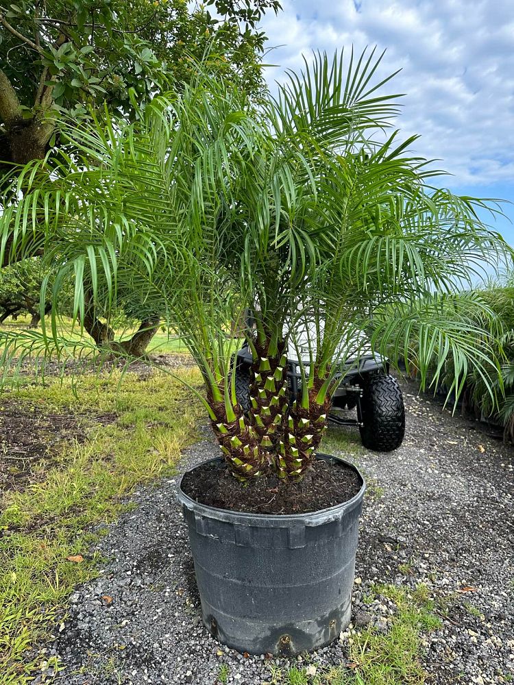 phoenix-roebelenii-pygmy-date-palm-roebelenii-palm