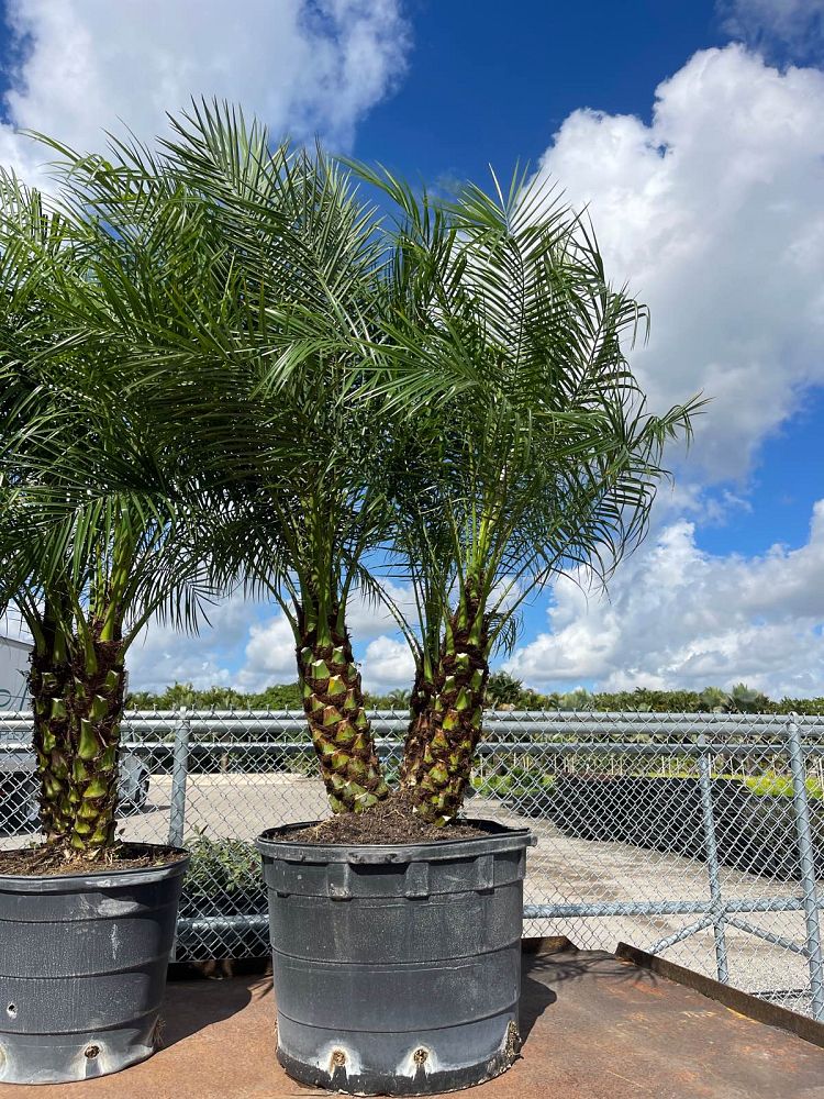 phoenix-roebelenii-pygmy-date-palm-roebelenii-palm