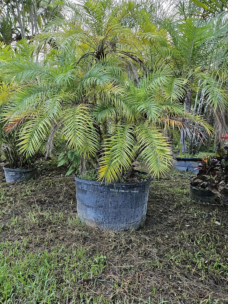phoenix-roebelenii-pygmy-date-palm-roebelenii-palm