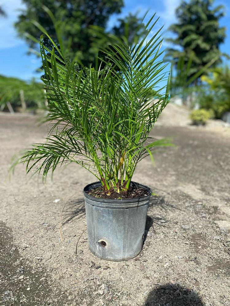 phoenix-roebelenii-pygmy-date-palm-roebelenii-palm