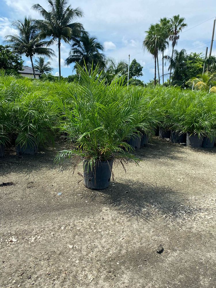 phoenix-roebelenii-pygmy-date-palm-roebelenii-palm