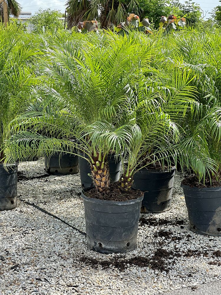 phoenix-roebelenii-pygmy-date-palm-roebelenii-palm