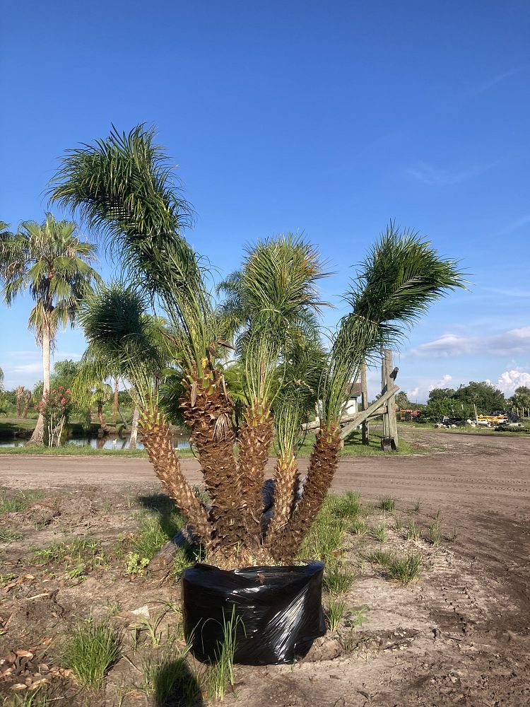 phoenix-roebelenii-pygmy-date-palm-roebelenii-palm