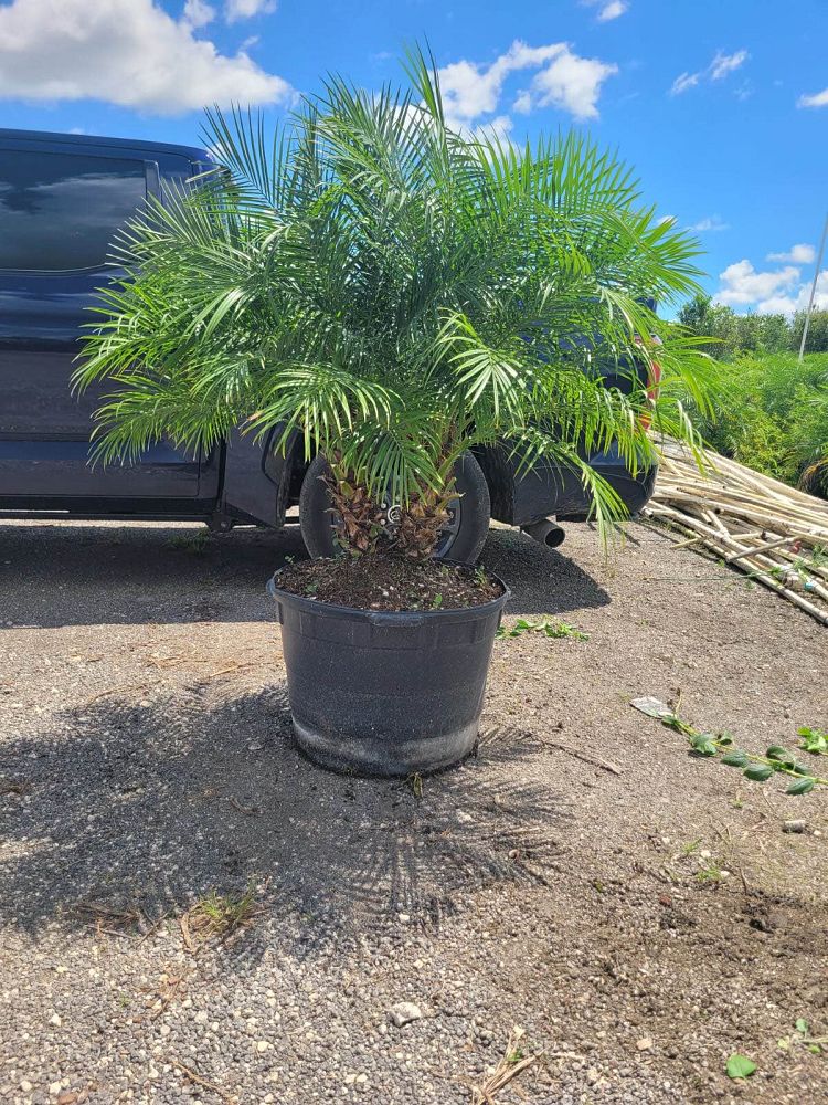 phoenix-roebelenii-pygmy-date-palm-roebelenii-palm