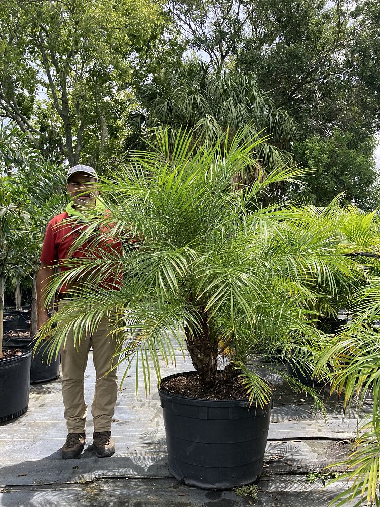 phoenix-roebelenii-pygmy-date-palm-roebelenii-palm